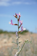 Astragalus karakugensis