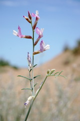 Astragalus karakugensis
