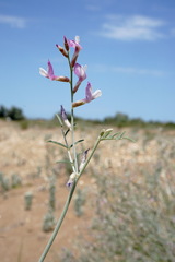 Astragalus karakugensis
