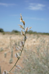 Astragalus karakugensis
