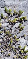 Pimelea oreophila hetera