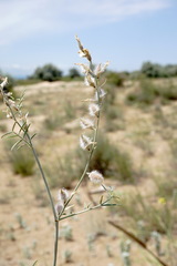 Astragalus karakugensis