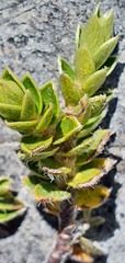 Pimelea oreophila hetera