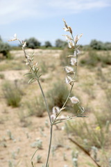 Astragalus karakugensis