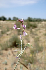 Astragalus karakugensis