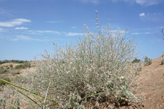 Astragalus karakugensis