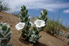 Convolvulus persicus