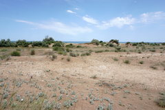 Convolvulus persicus