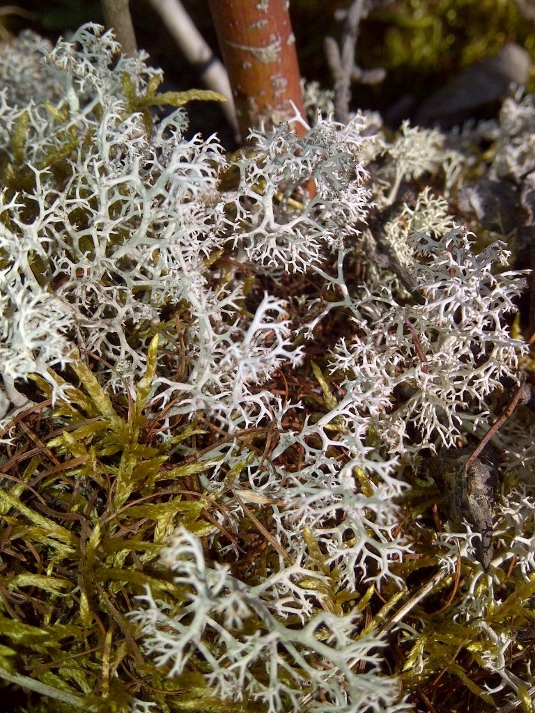 Cladonia image
