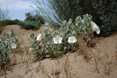 Convolvulus persicus