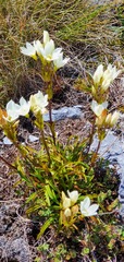 Gentianella angustifolia