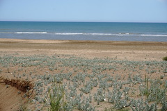 Convolvulus persicus