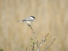Poecile carolinensis image