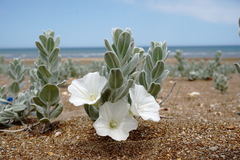 Convolvulus persicus