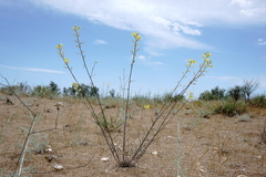 Erysimum quadrangulum