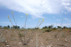 Erysimum quadrangulum