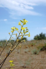 Erysimum quadrangulum