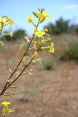 Erysimum quadrangulum