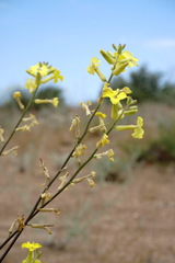 Erysimum quadrangulum
