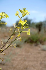Erysimum quadrangulum