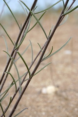 Erysimum quadrangulum