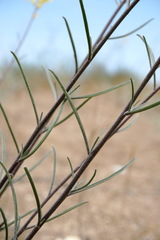 Erysimum quadrangulum