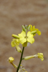 Erysimum quadrangulum