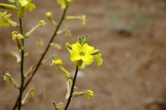 Erysimum quadrangulum