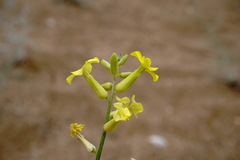 Erysimum quadrangulum
