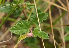 Commersonia prostrata