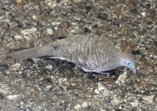 Geopelia striata