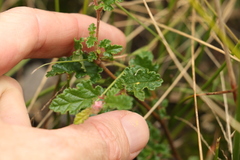 Commersonia prostrata