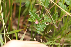 Commersonia prostrata