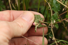 Commersonia prostrata