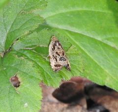 Olethreutes tilianum