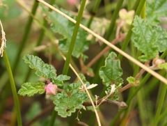 Commersonia prostrata