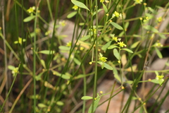 Monotaxis macrophylla