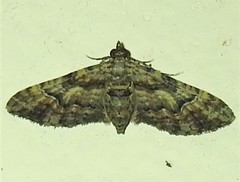 Mnesiloba eupitheciata