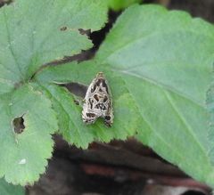 Olethreutes tilianum