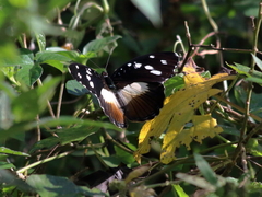 Aterica galene extensa