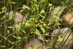 Monotaxis macrophylla