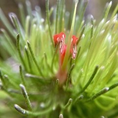 Adenanthos sericeus
