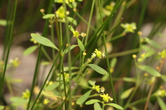 Monotaxis macrophylla