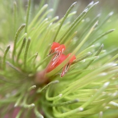 Adenanthos sericeus