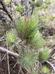 Adenanthos sericeus