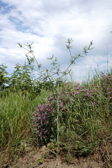 Eryngium caeruleum