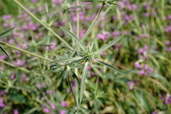 Eryngium caeruleum