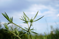 Eryngium caeruleum