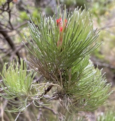 Adenanthos sericeus