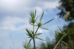 Eryngium caeruleum